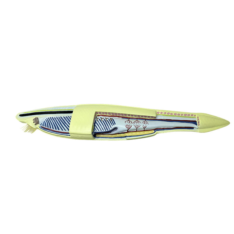 Plastic amphioxus model fish model for biological model