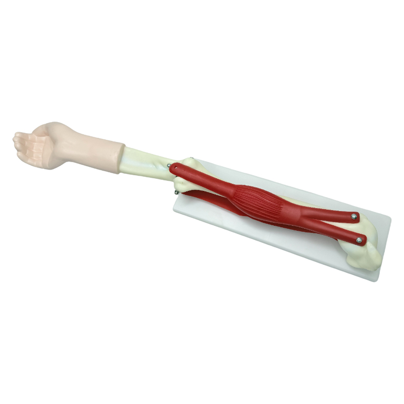 Biological model human joint model educational equipment elbow joint move model
