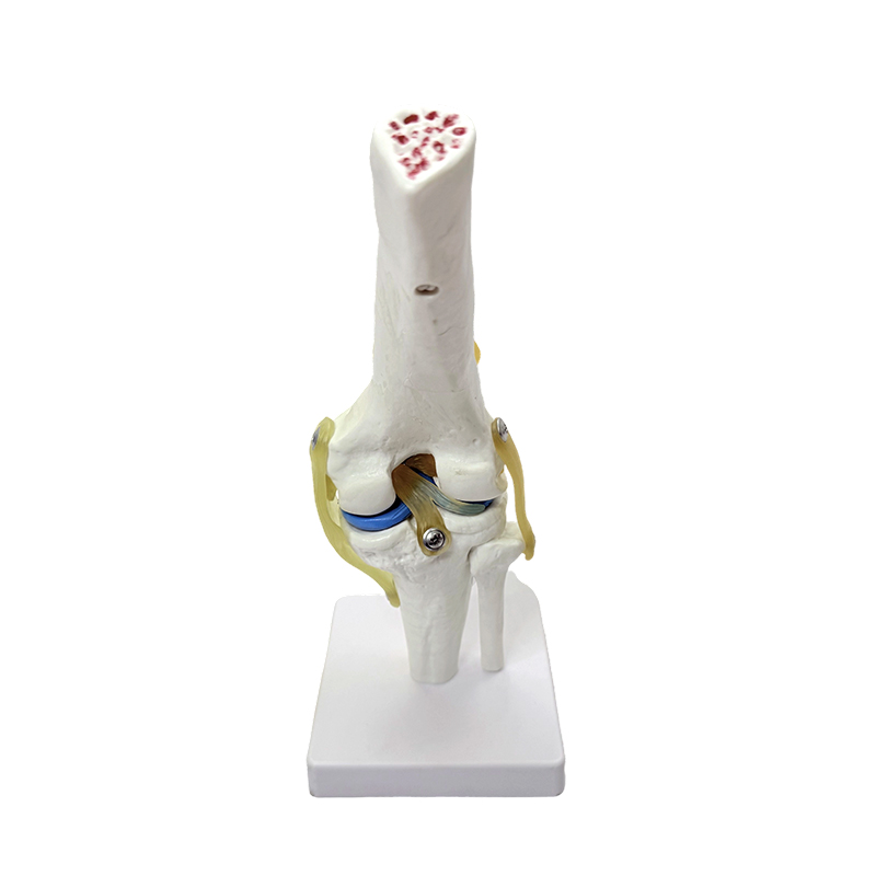 Anatomical model natural large knee anatomy model knee joint model