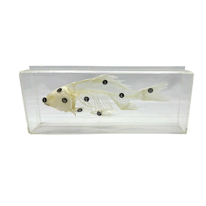 Fish skeleton embedded biological specimens teaching embedding specimen