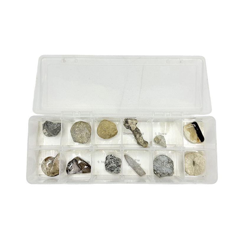 Fossil specimens