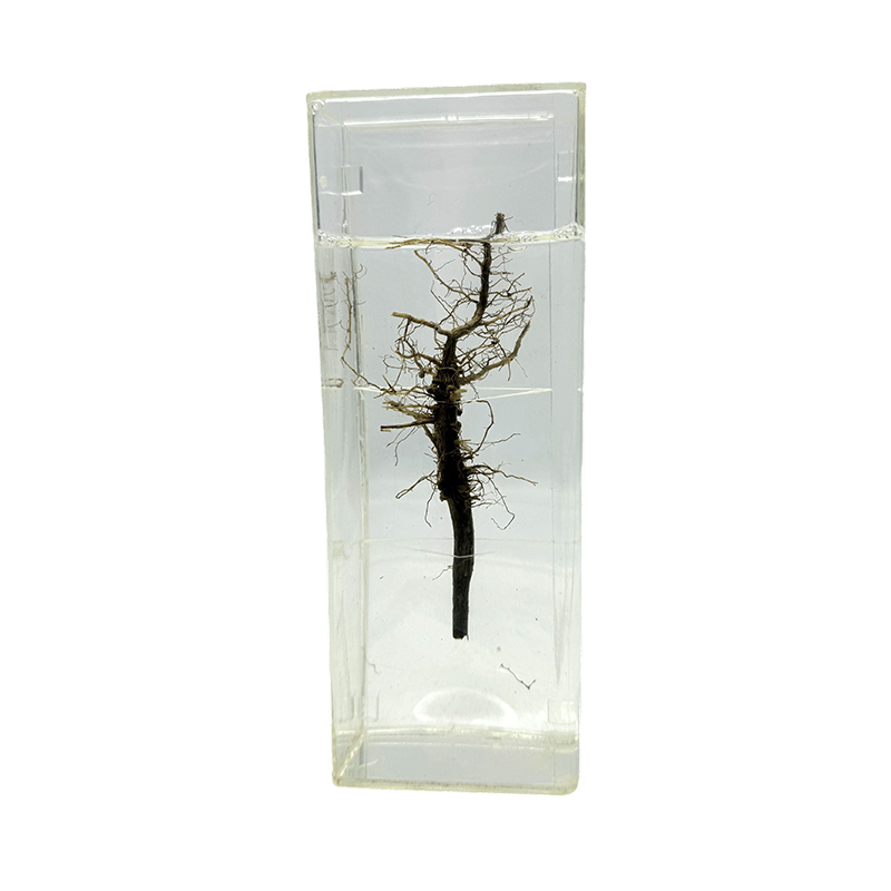 Color preserved specimens of rare plants