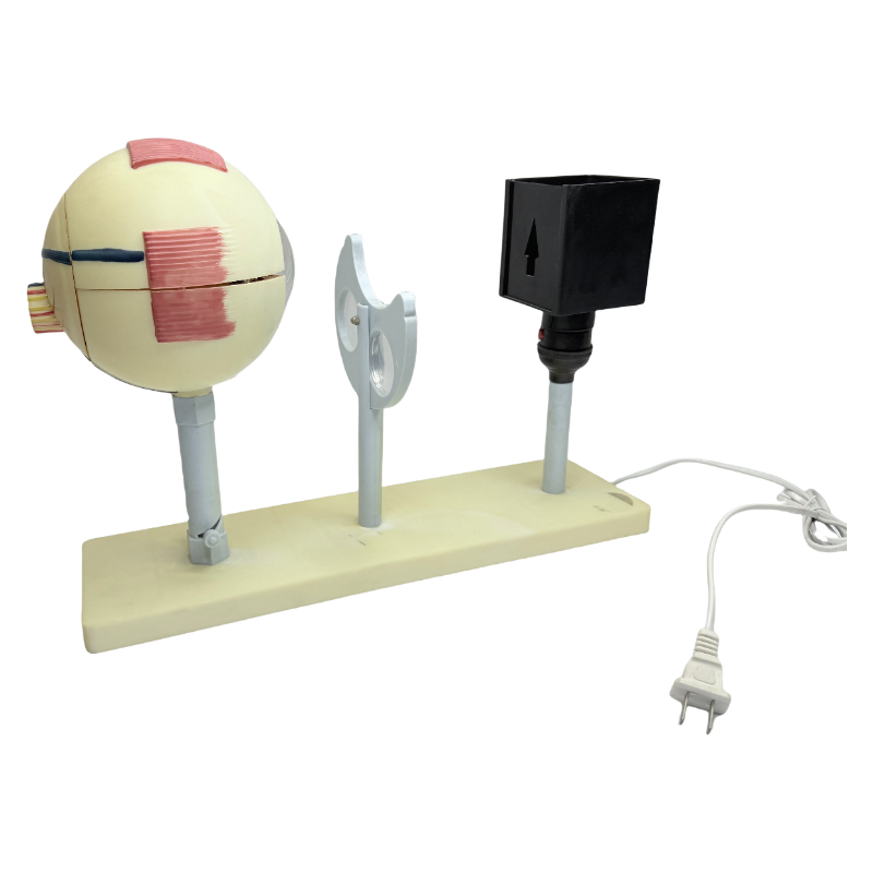 Teaching equipment ophthalmoscope human eye model demonstrator eyeball imaging principle teaching human eye model